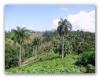 Jamao al Norte : Dream Farm for sale Dominican Republic